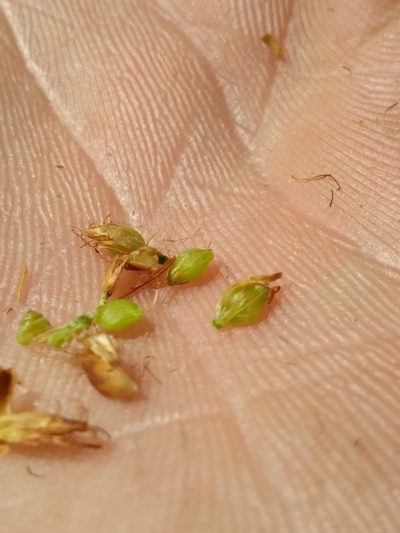 Rhynchospora grayi, photographed by Scott Ward