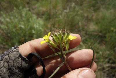 Erysimum diffusum, photographed by Aleksei Baushev