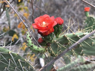 Tacinga palmadora, photographed by vitordematos12