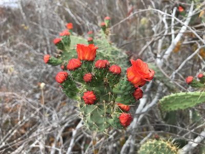 Tacinga palmadora, photographed by vitordematos12