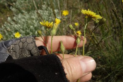 Crepis sancta, photographed by Aleksei Baushev