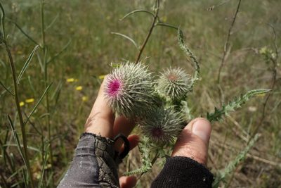 Carduus uncinatus, photographed by Aleksei Baushev
