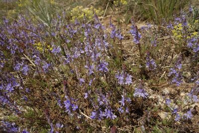 Veronica multifida, photographed by Aleksei Baushev