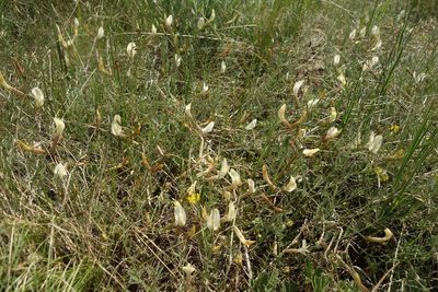 Astragalus ucrainicus, photographed by Aleksei Baushev
