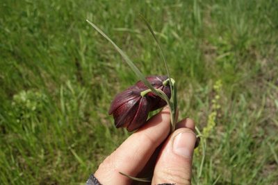 Fritillaria meleagroides, photographed by Aleksei Baushev