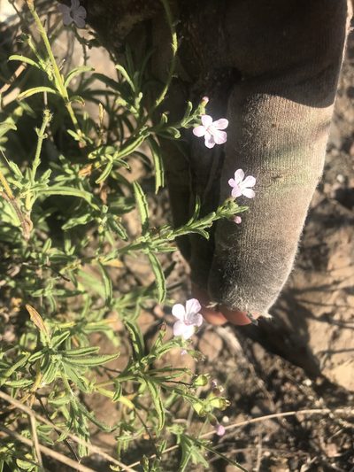 Endostemon tenuiflorus, photographed by rosshawkins