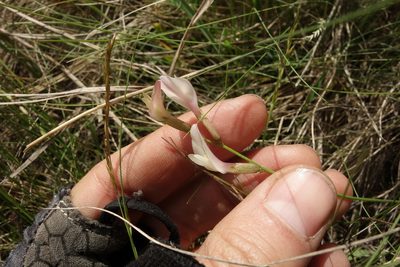 Astragalus ucrainicus, photographed by Aleksei Baushev