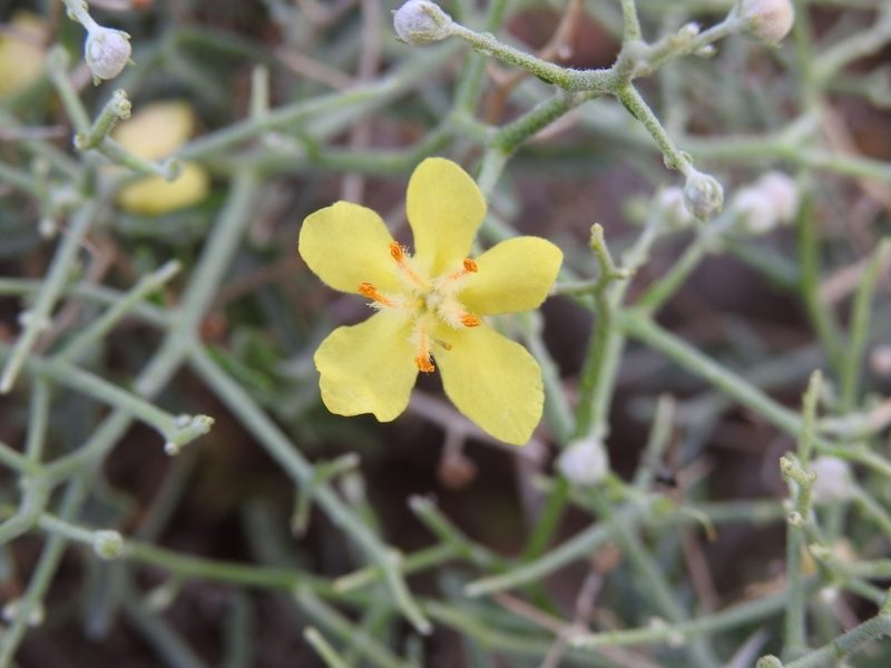 Verbascum spinosum, photographed by Yves Bas