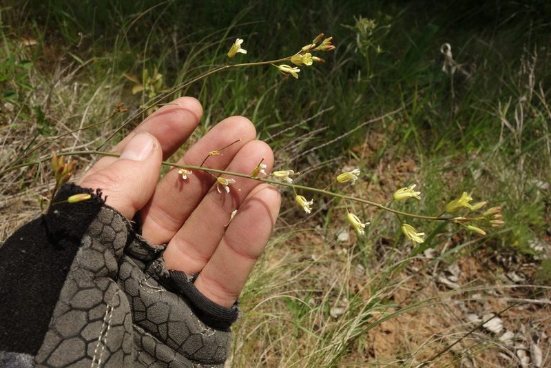 Sisymbrium polymorphum, photographed by Aleksei Baushev