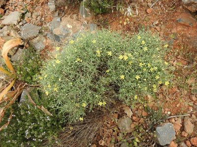 Verbascum spinosum, photographed by Yves Bas