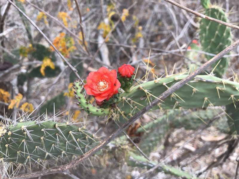 Tacinga palmadora, photographed by vitordematos12