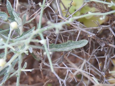 Verbascum spinosum, photographed by Yves Bas