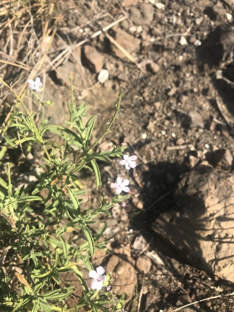 Endostemon tenuiflorus, photographed by rosshawkins