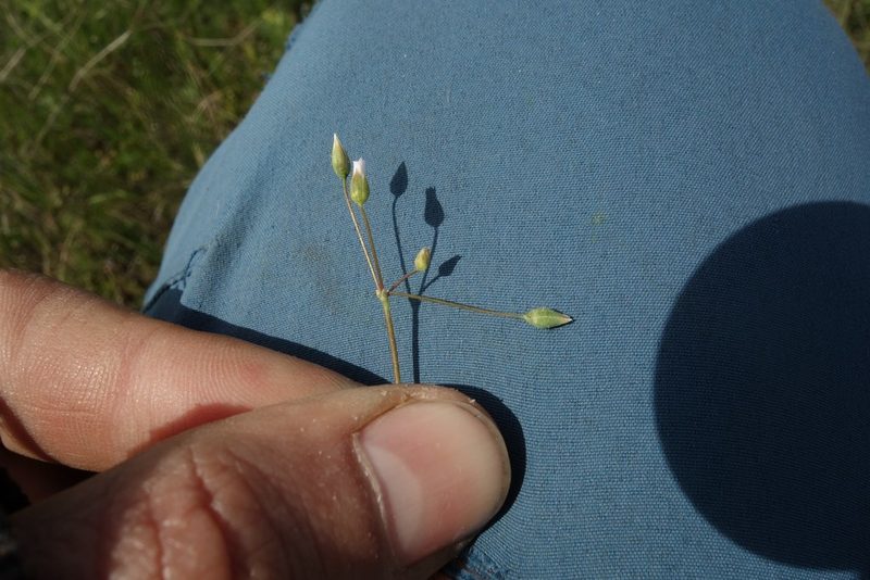 Holosteum umbellatum, photographed by Aleksei Baushev