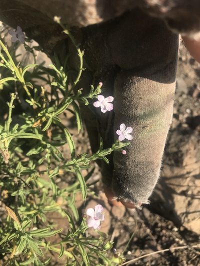 Endostemon tenuiflorus, photographed by rosshawkins