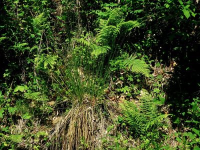 Deparia acrostichoides, photographed by Michael J. Papay