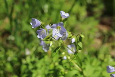 Polemonium reptans, photographed by Sarah Culliton
