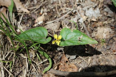 Viola hastata, photographed by Sarah Culliton