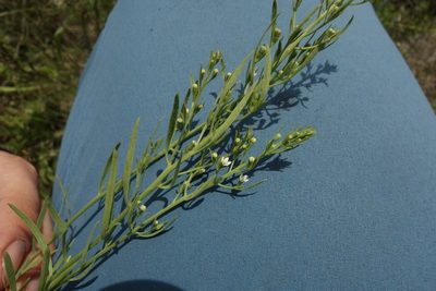 Thesium ramosum, photographed by Aleksei Baushev