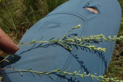 Alyssum turkestanicum, photographed by Aleksei Baushev