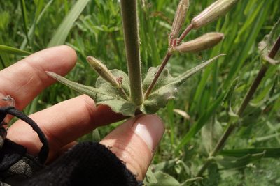 Silene viscosa, photographed by Aleksei Baushev
