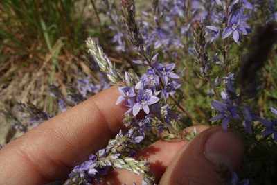 Veronica multifida, photographed by Aleksei Baushev