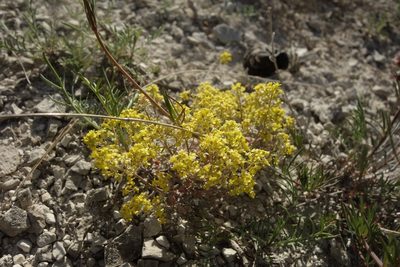 Odontarrhena tortuosa, photographed by Aleksei Baushev