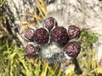 Arrojadoa luetzelburgii, photographed by vitordematos12