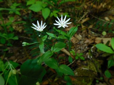 Stellaria pubera, photographed by Michael J. Papay