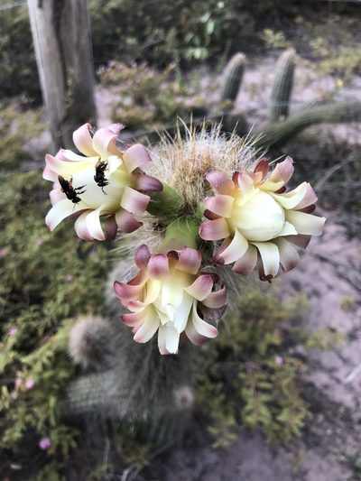 Arrojadoa luetzelburgii, photographed by vitordematos12