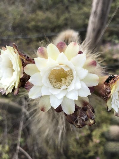 Arrojadoa luetzelburgii, photographed by vitordematos12