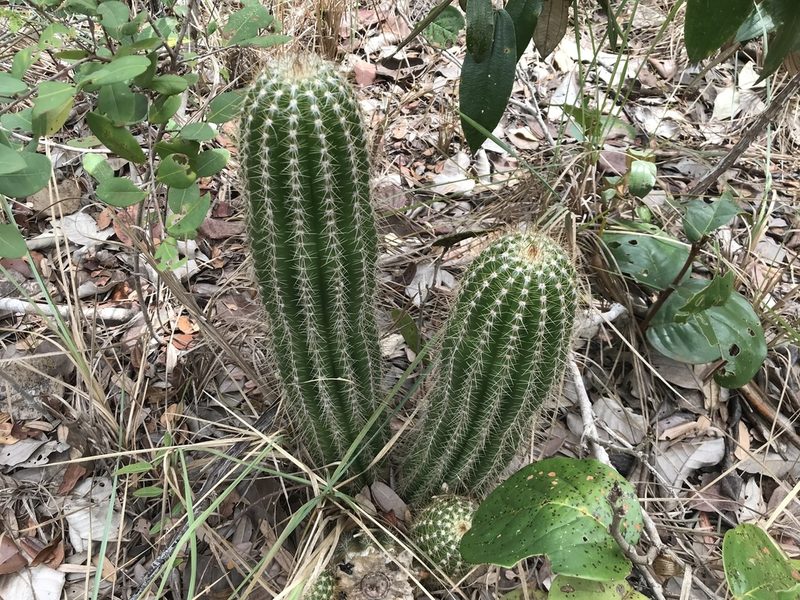 Arrojadoa luetzelburgii, photographed by vitordematos12