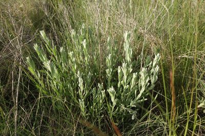 Galatella villosa, photographed by Aleksei Baushev