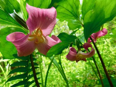 Trillium catesbaei, photographed by Michael J. Papay