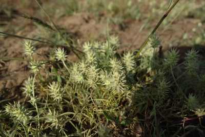 Ranunculus testiculatus, photographed by Aleksei Baushev