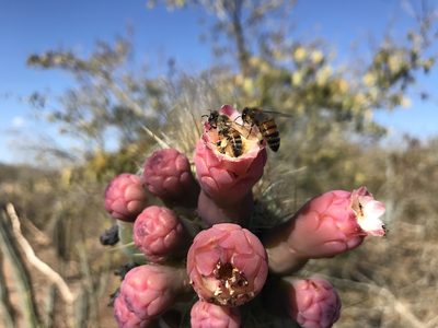 Pilosocereus glaucochrous, photographed by vitordematos12