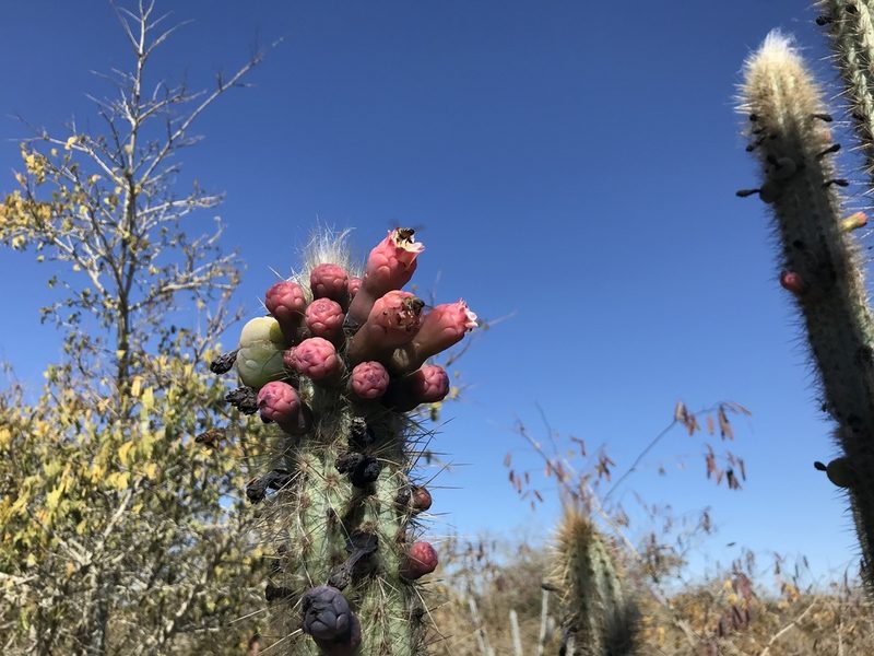 Pilosocereus glaucochrous, photographed by vitordematos12