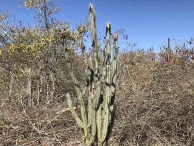 Pilosocereus glaucochrous, photographed by vitordematos12
