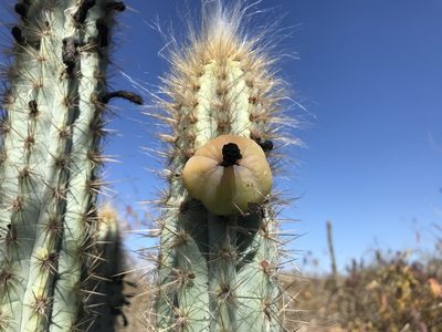 Pilosocereus glaucochrous, photographed by vitordematos12