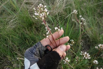 Valeriana tuberosa, photographed by Aleksei Baushev