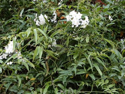 Solanum laxum, photographed by Grey Smith