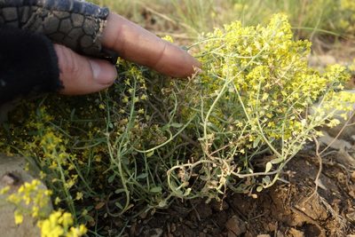 Odontarrhena tortuosa, photographed by Aleksei Baushev