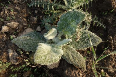 Salvia aethiopis, photographed by Aleksei Baushev