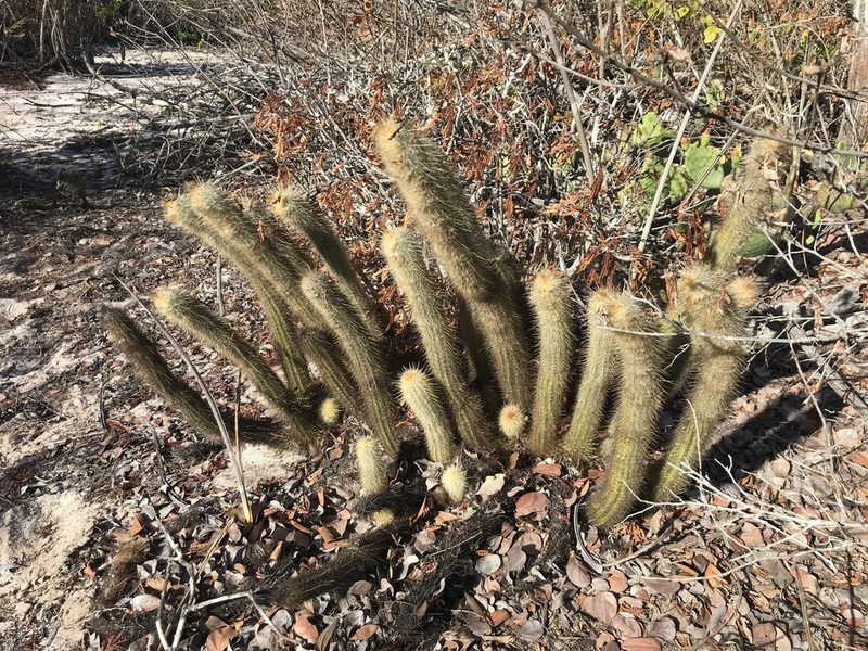 Micranthocereus flaviflorus, photographed by vitordematos12