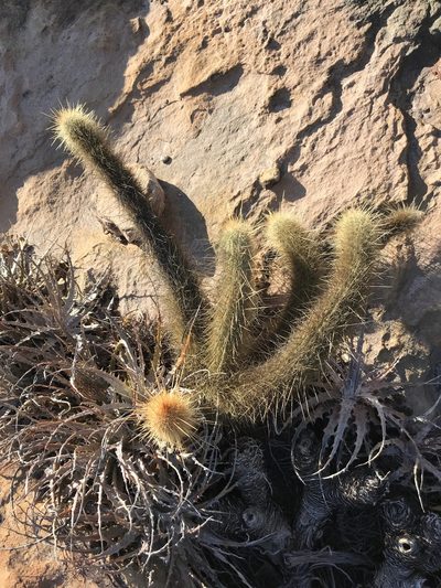 Micranthocereus flaviflorus, photographed by vitordematos12