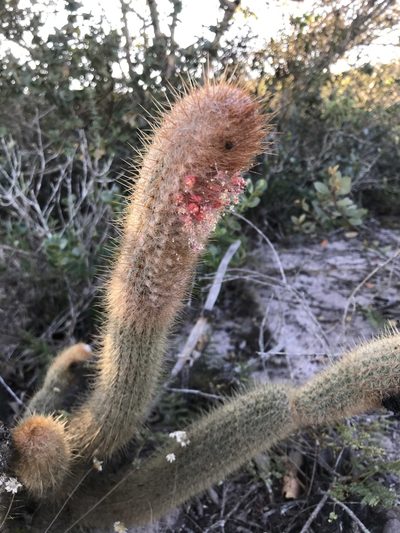 Micranthocereus flaviflorus, photographed by vitordematos12