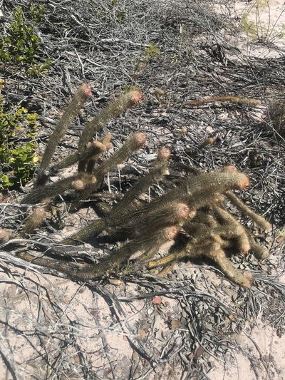 Micranthocereus flaviflorus, photographed by vitordematos12