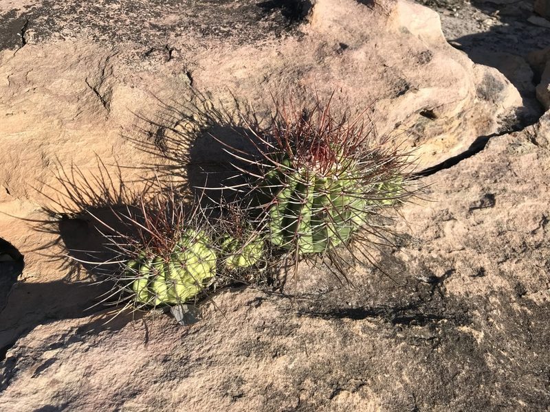 Melocactus ernestii, photographed by vitordematos12
