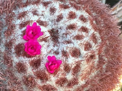 Melocactus ernestii, photographed by vitordematos12