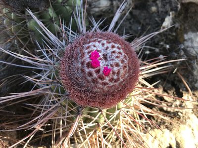 Melocactus ernestii, photographed by vitordematos12
